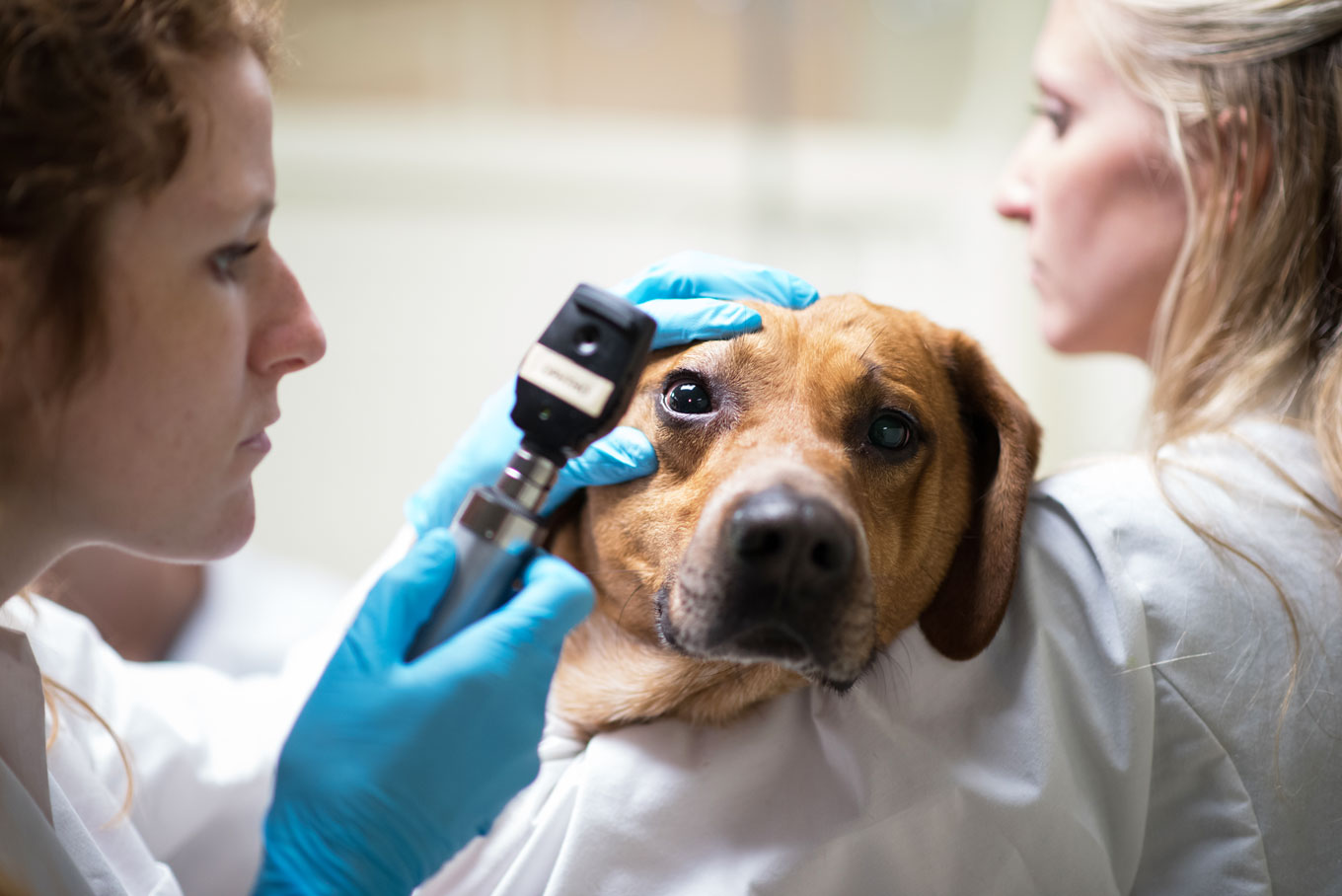 Okulista dla psa w Warszawie – specjalista, który pomoże w leczeniu chorób oczu u Twojego pupila